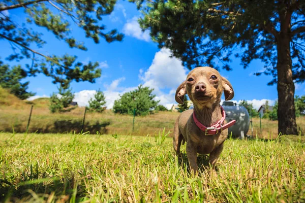 Weinig Pinscher Rattenvanger Prazsky Krysarik Idee Kleine Hond Buiten Spelen — Stockfoto