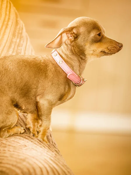 小松鸡鼠Prazsky Krysarik纯种的小狗坐在沙发上悠闲自在地躺在沙发上 — 图库照片