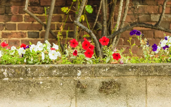 Natuur Gebouwen Concept Witte Rode Bloemen Bloeien Wilde Boven Betonnen — Stockfoto