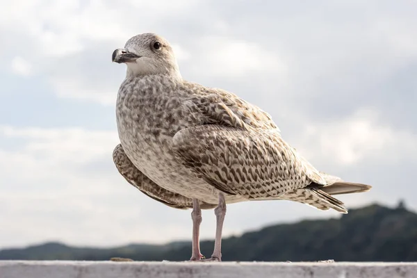 Concetto Animali Acquatici Mare Primo Piano Dell Uccello Gabbiano Piedi — Foto Stock