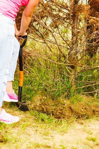 Kadın Bahçıvan Arka Bahçesinden Kurumuş Thuja Ağacını Temizlemek Için Kürekle — Stok fotoğraf