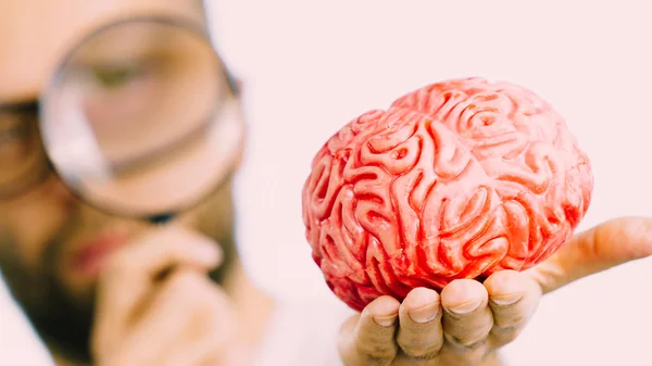 Дорослий Ботанік Окулярах Дивиться Модель Людського Мозку Мислення Інтелект Зупинилися — стокове фото