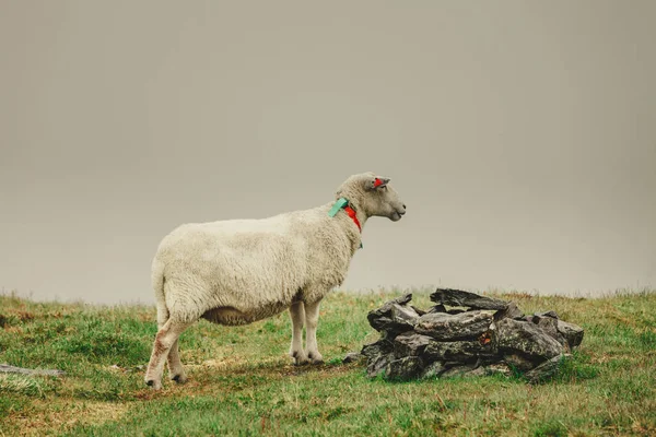 Schafe Auf Der Weide Die Bei Trübem Nebligem Wetter Auf — Stockfoto