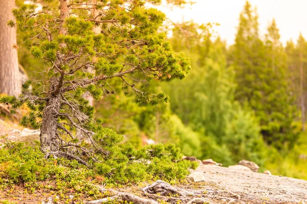 Norwegische Natur Grüner Wald Mit Nadelbäumen Verkümmerter Kiefer — Stockfoto