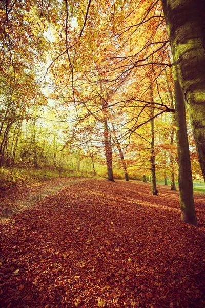 Landschap Van Herfst Park Pad Bedekt Met Bladeren Bomen Natuur — Stockfoto