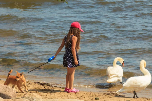 Cuidado Segurança Dos Animais Garotinha Alimentando Brincando Com Lindo Cisne — Fotografia de Stock