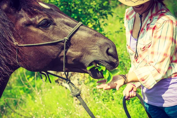 Miłość Ludzi Zwierząt Koni Koncepcja Zachodnia Kobieta Dbanie Konia Zielony — Zdjęcie stockowe
