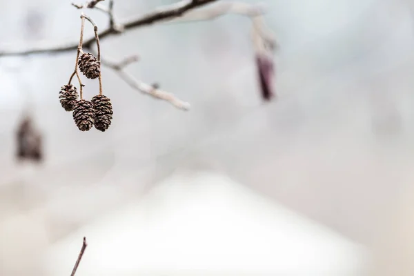 Hoarfrost Beauty Nature Concept Small Frosted Pine Cones Branches Chilly — Stock Photo, Image