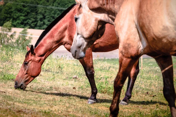 Dois Cavalos Selvagens Castanhos Campo Idílico Prado Mamíferos Agrícolas Animais — Fotografia de Stock