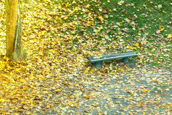 Paesaggio Autunnale Panca Foglie Acero Marrone Giallo Nel Parco Cittadino — Foto Stock