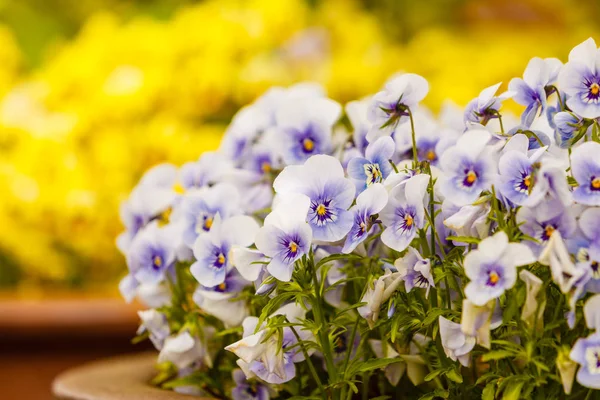 Trädgårdsskötsel Naturkoncept Närbild Vackra Små Blå Blommor Penséer Rabatten — Stockfoto