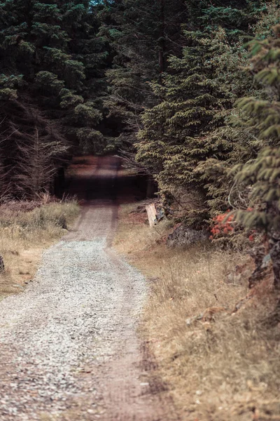 Toprak Yol Yol Karanlık Iğne Yapraklı Orman Yoluyla Doğa Atmosfer — Stok fotoğraf