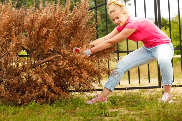 Donna Giardiniere Rimozione Tirando Appassito Albero Thuja Essiccato Dal Suo — Foto Stock