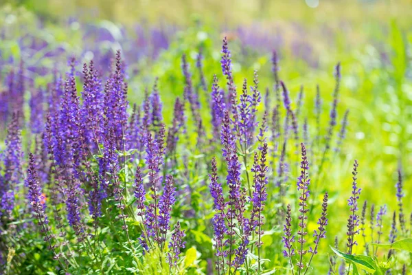 Levandulový Bush Zelené Jarní Zahrada Violet Fialové Květiny Příroda Koncepce — Stock fotografie