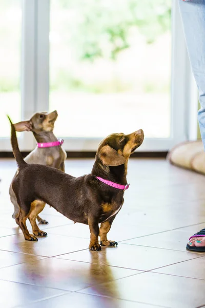 Piccoli Cani Bassotto Pinscher Ratter Prazsky Krysarik Incrocio Agghiacciante Sul — Foto Stock