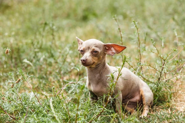 Weinig Pinscher Rattenvanger Prazsky Krysarik Idee Kleine Hond Buiten Spelen — Stockfoto