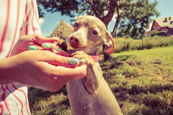 Mujer Jugando Con Pequeño Ratter Pinscher Prazsky Krysarik Cruce Pequeño — Foto de Stock