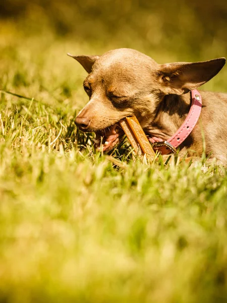 小猎犬瑞特 Prazsky Krysarik 杂交小狗在夏天春天的时候在草地上玩耍 — 图库照片