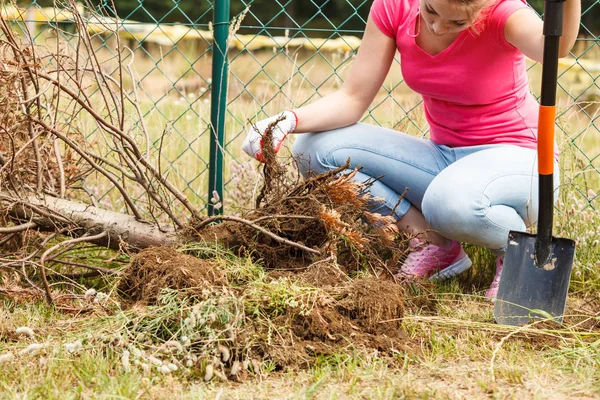 Gärtnerin Gräbt Mit Schaufel Loch Erdboden Verdorrten Thuja Baum Aus — Stockfoto