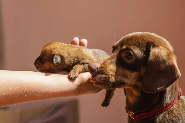 Pessoa Mostrando Bonito Adorável Filhotes Pouco Dachshund Cães Recém Nascidos — Fotografia de Stock