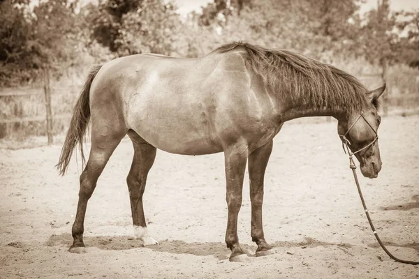 Hnědý Divoký Kůň Louce Idylického Pole Zemědělští Savci Živočichové Přírodním — Stock fotografie