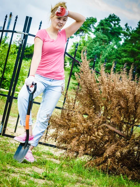 Žena Zahradnice Odstraňuje Uschlý Suchý Thuja Strom Jejího Dvorku Práce — Stock fotografie