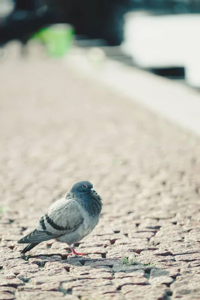 Bir Gri Güvercin Yabani Kuşlar Şehrin Kaldırım Üzerinde Tüyler Ürpertici — Stok fotoğraf