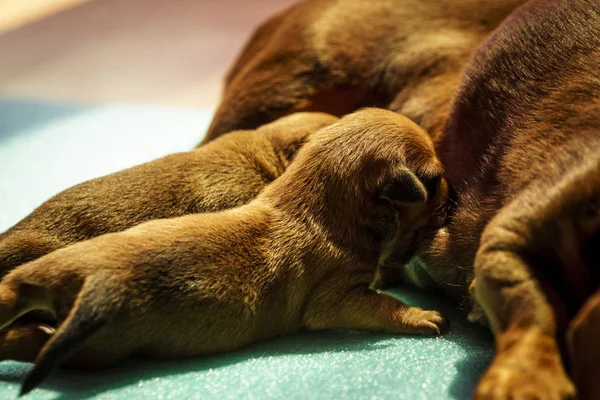 Nahaufnahme Von Niedlichen Entzückenden Kleinen Dackelwelpen Hunde Neugeborene Liegen Neben — Stockfoto