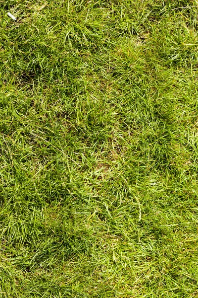 Patterns Textures Backgrounds Concept Detailed Closeup Green Grass View Front — Stock Photo, Image