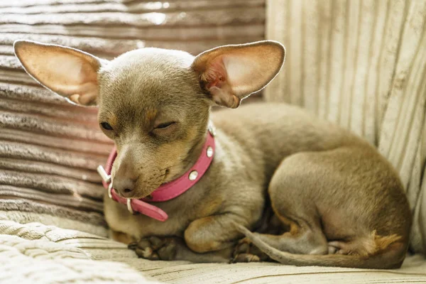 Pequeno Pinscher Ratter Prazsky Krysarik Puro Pequeno Cão Sentado Relaxante — Fotografia de Stock