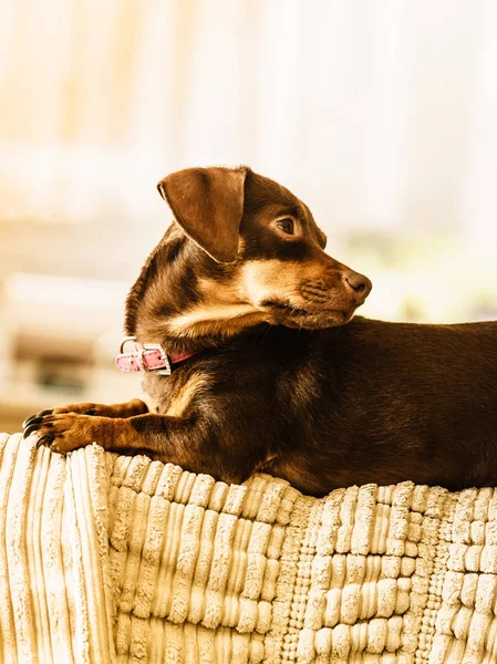 小腊肠犬 Purebreed 长体短条腿的小狗坐在放松和冷却方式对室内的沙发沙发 — 图库照片