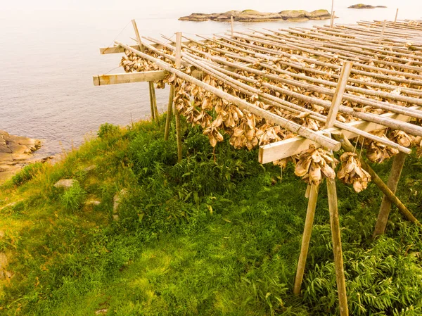 Lofoten Adaları Nda Balık Stokları Kuruyor Norveç Sanayi Balıkçılığı — Stok fotoğraf