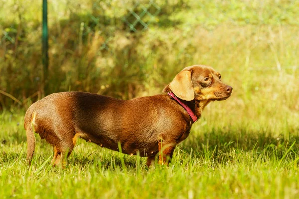 小さなダックスフントは 夏の春の天候の間に草の上で外で遊んで長い体の短い足の小さな犬を純血 — ストック写真