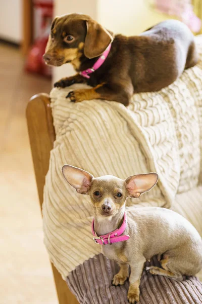 Little Dogs Dachshund Pinscher Ratter Prazsky Krysarik Crossbreed Chilling Sofa — Stock Photo, Image