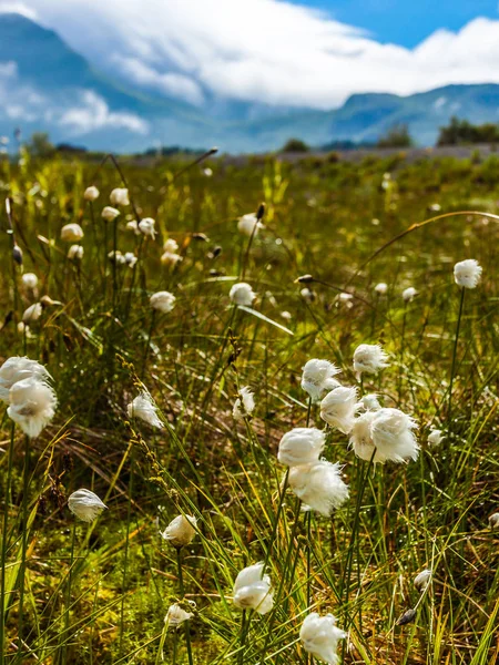 Fiori Bianchi Montagne Ricoperte Nuvole Sullo Sfondo Gimsoya Isola Paesaggio — Foto Stock