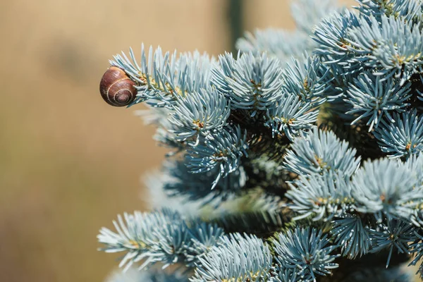 Piccola Lumaca Albero Conifera Verde Blu Dettagli Sulla Fauna Forestale — Foto Stock