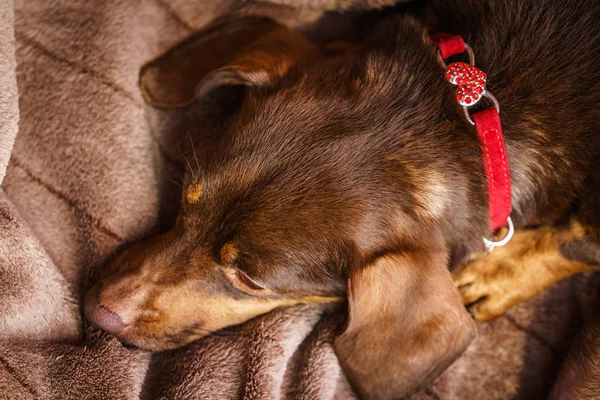 小さなダックスフント Purebreed 長いボディ リラックスと屋内のソファー ソファの上低温に座って短い脚小型犬 — ストック写真