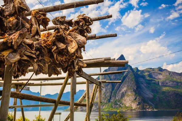 Lofoten Adaları Nda Balık Stokları Kuruyor Norveç Sanayi Balıkçılığı — Stok fotoğraf