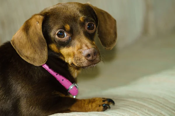 Weinig Teckel Purebreed Lange Bodied Korte Legged Kleine Hond Zittend — Stockfoto