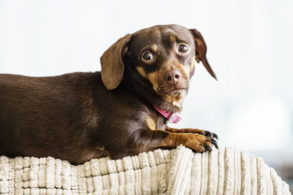 小腊肠犬 Purebreed 长体短条腿的小狗坐在放松和冷却方式对室内的沙发沙发 — 图库照片