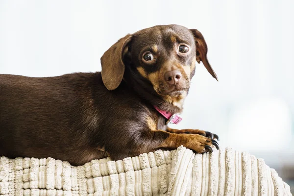 Weinig Teckel Purebreed Lange Bodied Korte Legged Kleine Hond Zittend — Stockfoto