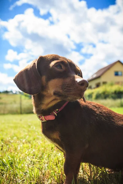 小さなダックスフントは 夏の春の天候の間に草の上で外で遊んで長い体の短い足の小さな犬を純血 — ストック写真