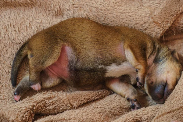 Close Cute Adorable Little Dachshund Puppies Dogs Newborns Lying Floor — Stock Photo, Image