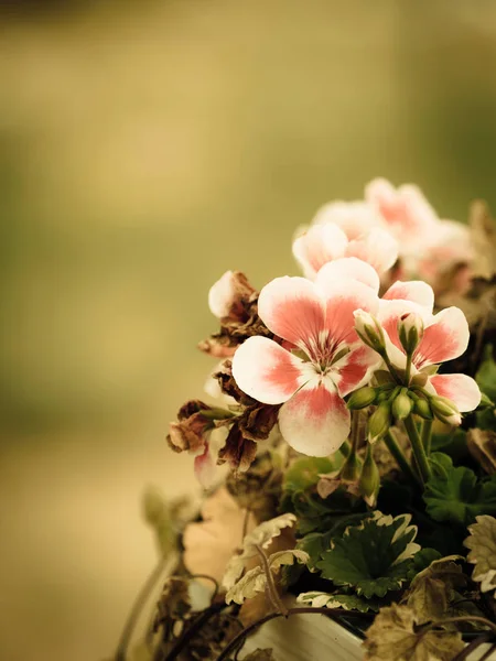 Schöne Kleine Rosa Weiß Lila Blüten Topf Flora Konzept Topfpflanzen — Stockfoto