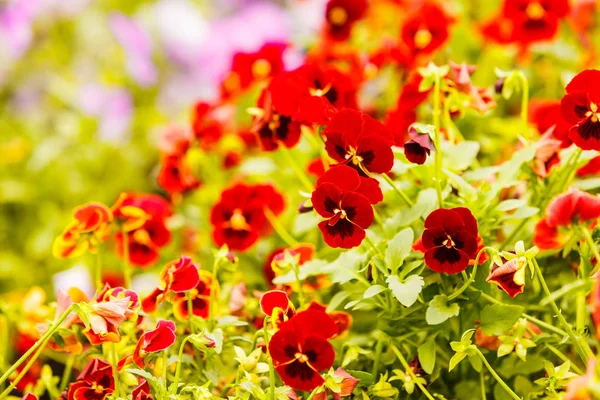 Gardening Nature Concept Closeup Beautiful Little Red Flowers Pansies Flowerbed — Stock Photo, Image