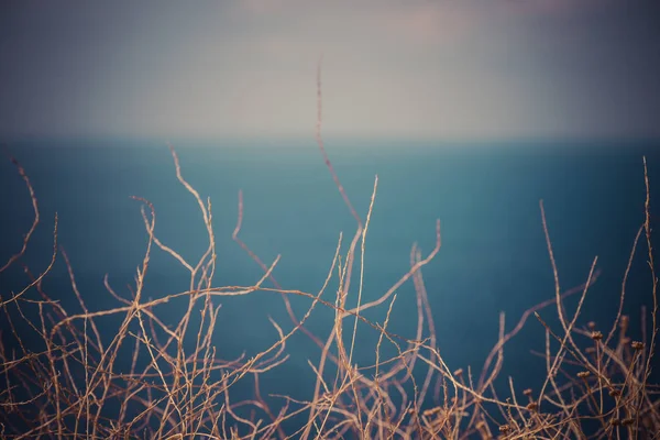 Simple Tiro Minimalista Ramas Arbusto Contra Cielo Agua Mar Azul — Foto de Stock