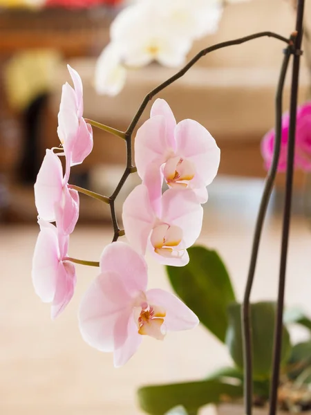 Close Beautiful White Purple Pink Orchids Home Flora Decorations Concept — Stock Photo, Image