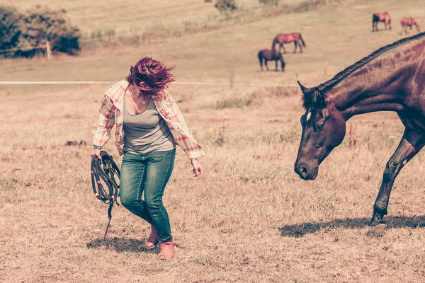 Dierlijke Menselijke Liefde Paarden Concept Westerse Vrouw Lopen Groene Weide — Stockfoto