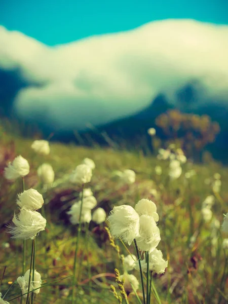 Flores Brancas Montanhas Cobertas Nuvens Fundo Paisagem Ilha Gimsoya Condado — Fotografia de Stock