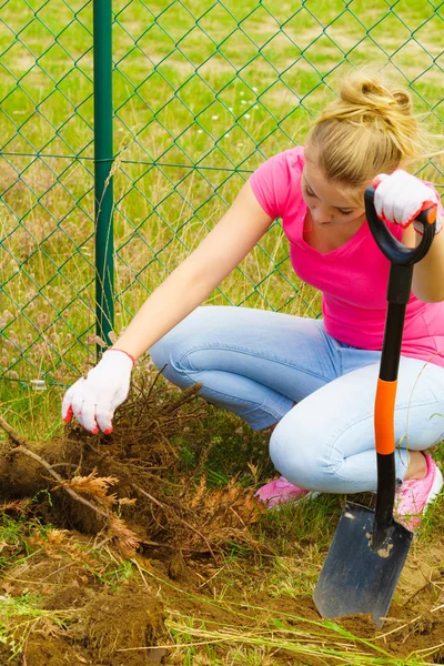 Woman Gardener Digs Ground Soil Shovel Removal Withered Dried Thuja — Stock Photo, Image